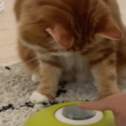 Clever Cat Learns To Press A Button For Treats