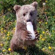 Community Nurses Bear Cub Back To Health After He Was Found Malnourished & Alone