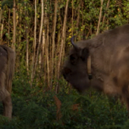 Conservationists Release Bison In The UK To Help Combat Climate Change