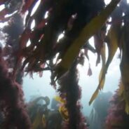 Conservationists Who Want to Help Restore Kelp Forests in the UK Must First Make Payments to the Queen