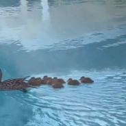 Couple Transforms Lifejacket Into Stepping Stone For Trapped Ducklings