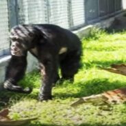 Death of Tonka, Chimpanzee who Starred in George of the Jungle and Buddy movies, was Faked by Owner