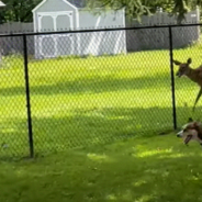 Deer And Husky Play Together Through A Fence