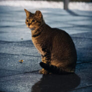 Distressed Cat Owner Commits Unintentional Pet Theft When She Mistakes Street Cat As Her Own