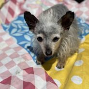 Dog Adopted with ‘Only Days to Live,’ Now He’s a Thriving Senior