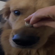 Dog Eats Woman’s Engagement Ring In Photoshoot Gone Wrong