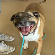 Dog Left At The Shelter For 5 Years Finally Finds A Place To Call Home