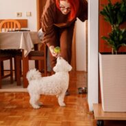 Dog Overweight? What Weight Management Dog Food Should You Choose?