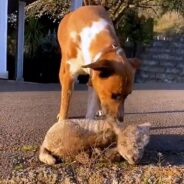 Dog Takes Lamb Under His Wing & Helps Raise Her After She Was Rejected By Her Mother