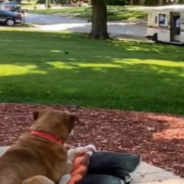 Dog Waits Outside For Her BFF The Mailman To Arrive