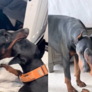 Draco the Doberman Expresses His Love in a Very Special Way