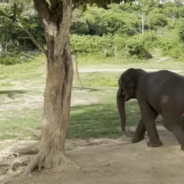 Elephants Rush To Help Elderly Herd Member That Slipped And Fell