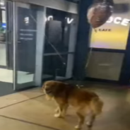 Excited Golden Retriever Greets His Owner At The Airport