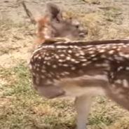 Farm Animals Join Forces To Teach A Three-Legged Deer How To Run