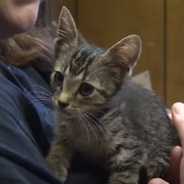 Firefighters Rescue Kitten Stuck In An ATM