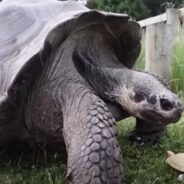 First Time in History: An Albino Galapagos Giant Tortoise was Born in a Swiss Zoo