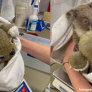 Flora the Baby Koala Holds a Koala Stuffed Toy for Comfort