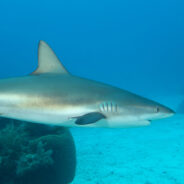 Florida Fishermen Set Up A Killing Contest That Could Devastate Important Shark Populations