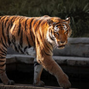 Four Abandoned Big Cats Are Rescued From Cruel Living Conditions In Zoo Tied To “Joe Exotic”