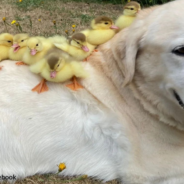 Fred The Dogfather Adopts Orphaned Ducklings For The Third Time