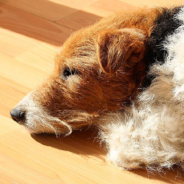 Friendly Dog Loves To Video Chat With Other Dogs On The Internet