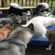 Fun-Loving Husky Refuses To Share His Pool With Anyone