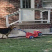 German Shepherd Zooms Around The Yard With Child’s Toy Car