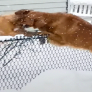 Golden Retriever Falls In Love With Neighbor Dog Through The Fence