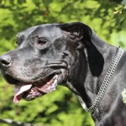 Great Dane Uses Trampoline As A Giant Dog Bed