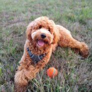 Guide to the Goldendoodle Dog