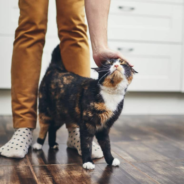 How to Read Cat Body Language: Behavior, Posture & More