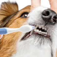 How to teach your dog or cat to accept tooth brushing