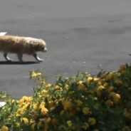 Injured Dog Finally Rescued After Living At Construction Site For 6 Months