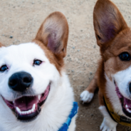 Make your own doggy toothpaste!