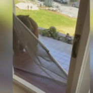 Mama Bear And Cub Break Into California Home For Breakfast