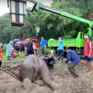 Mama Elephant And Her Calf Are Pulled To Safety From Drainage Hole In 3-Hour Rescue