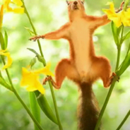 Man Films Hungry Squirrels Doing Gymnastics For Snacks