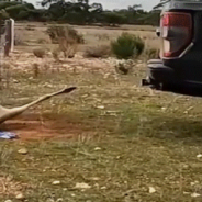 Men Rescue Kangaroo Dangling From A Barbed Wire Fence