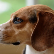 Missing Dog Returns Home After Winning 3rd-Place In A Dog Show