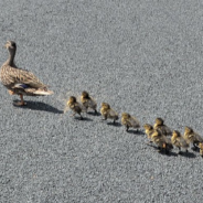 Motorists Bring Traffic To A Stop On Busy Interstate To Save A Family Of Ducks