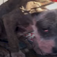 Neglected Puppy Was So Timid Before Rescuers Showed Her What It’s Like To Be Loved