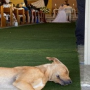 Newlyweds Rescue And Adopt Stray Dog Who Crashed Their Wedding