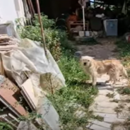 Orphaned Dog Rescued From Abandoned House After His Owner Passed Away