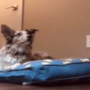 Owner Lies In Dog’s Bed And Captures Her Reaction On Camera