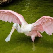 Peculiar Pink Birds Spotted In Georgia Are Not Flamingos