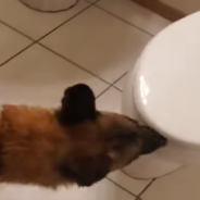 Polite Dog Flushes The Toilet After He Goes Pee