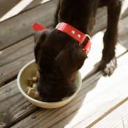 Raw food diet: The benefits to feeding a raw diet to your pet