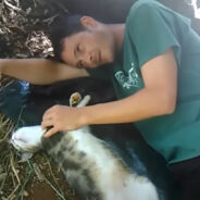 Read the Story of a Generous Man Helping Hundreds of Homeless Cats in Hawaii