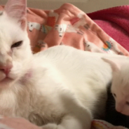 Rescue Kitten Tries to Wake Mom From Her Sleep