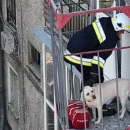 Rescuers Dangle A Few Feet From The Ground On A Crane To Rescue Dog Trapped In A Bombed Apartment